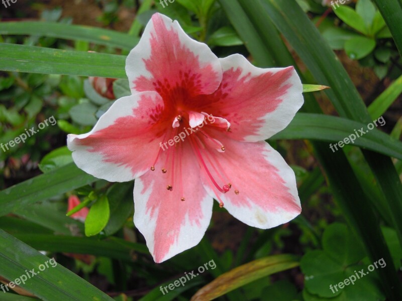 Du 鵑 Flowers Pink Spring Azaleas Mapping Mountain Red