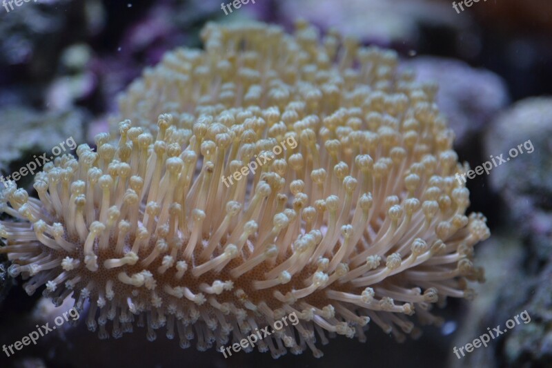 Anemone Fish Sea Aquatic Nature