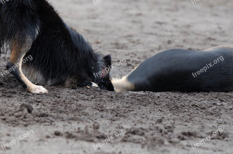 Border Collie Hybrid Playing Dogs Raging Dogs Playful