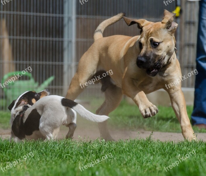 Boerboel African Farmers Dog Puppy Group Puppies Young Dogs