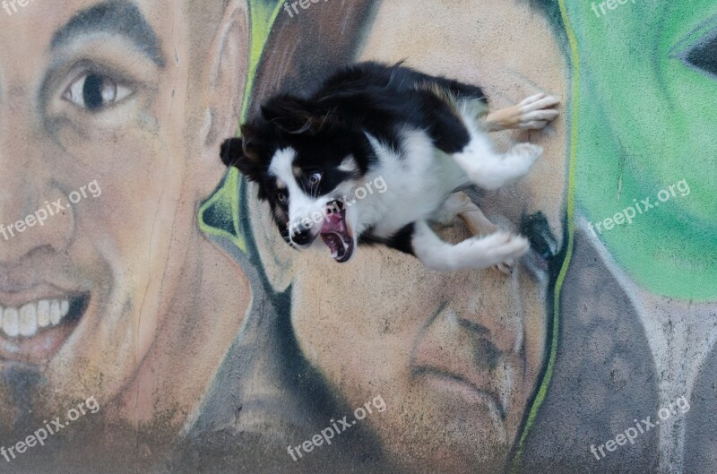 Graffiti Border Collie Trick Dog Trick Dog Show Trick