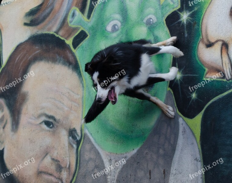 Graffiti Border Collie Trick Dog Trick Dog Show Trick