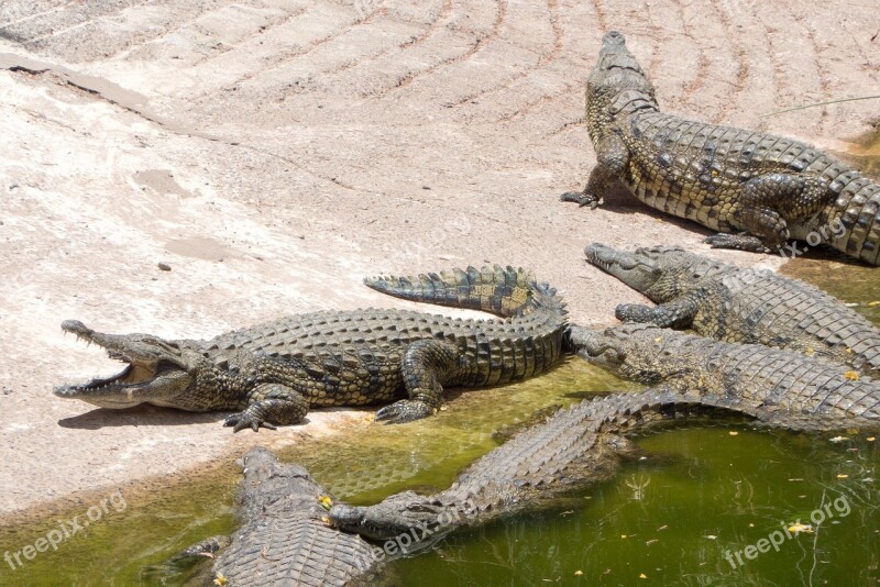 Crocodiles Reptile Bank Free Photos