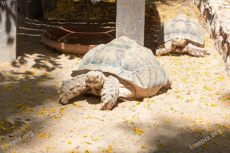 Turtle Zoo Giant Tortoise Free Photos