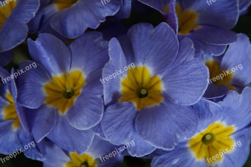 Primroses Colorful Splash Of Color Spring Color