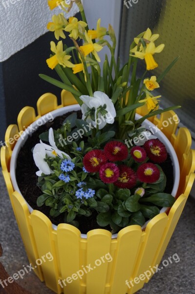 Spring Osterglocken Bellis Pansy Bloom