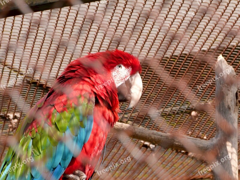 Parrot Ara Macao Red Blue