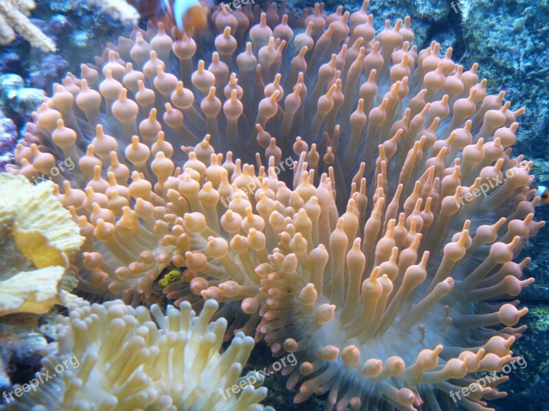 Aquarium Pink Red Algae Underwater