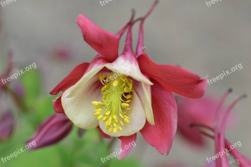 Flower Columbine Garden Free Photos