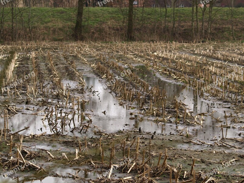 Cornfield Flooded Underwater Rain Meadow