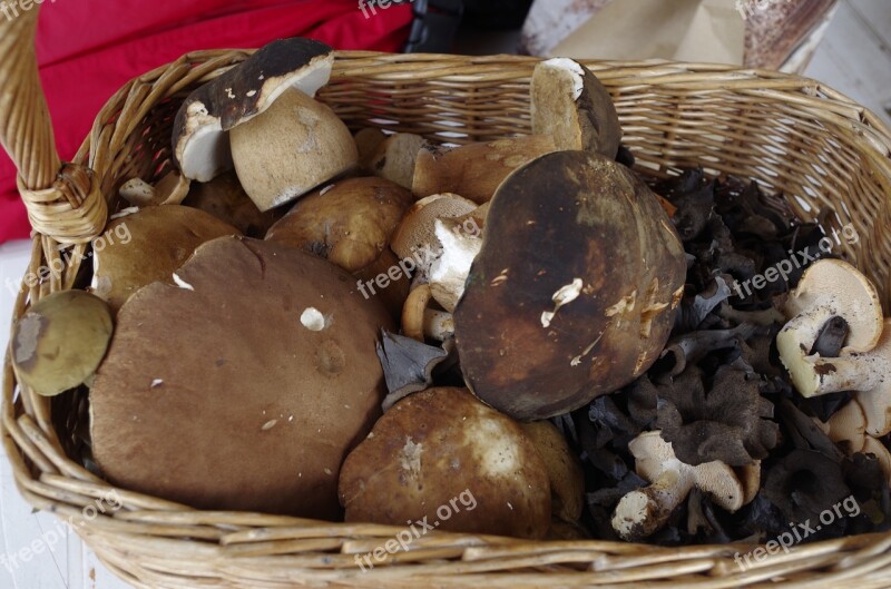 Mushroom Basket Booty Porcini Mushrooms Cuddly