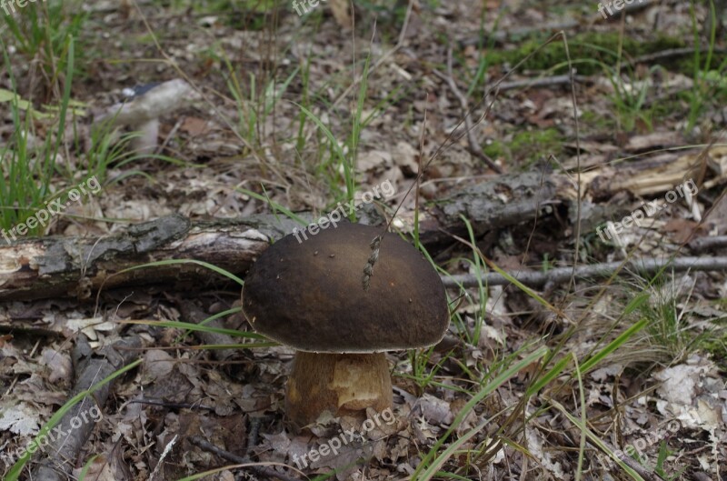 Porcini Mushrooms Mushroom Forest Autumn Free Photos