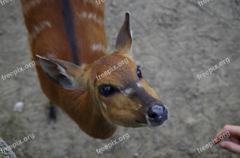 Semi-aquatic Antelopes Antelope Contact Animal Nature