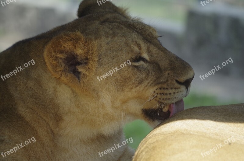 Lion Beast Taking Care Of Animal Nature