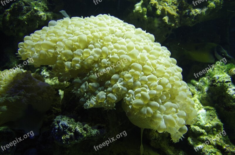 Coral Sea Plant Free Photos