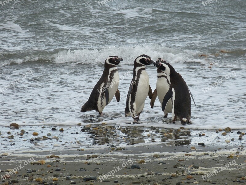 Chile South America Patagonia Punta Arenas Penguin