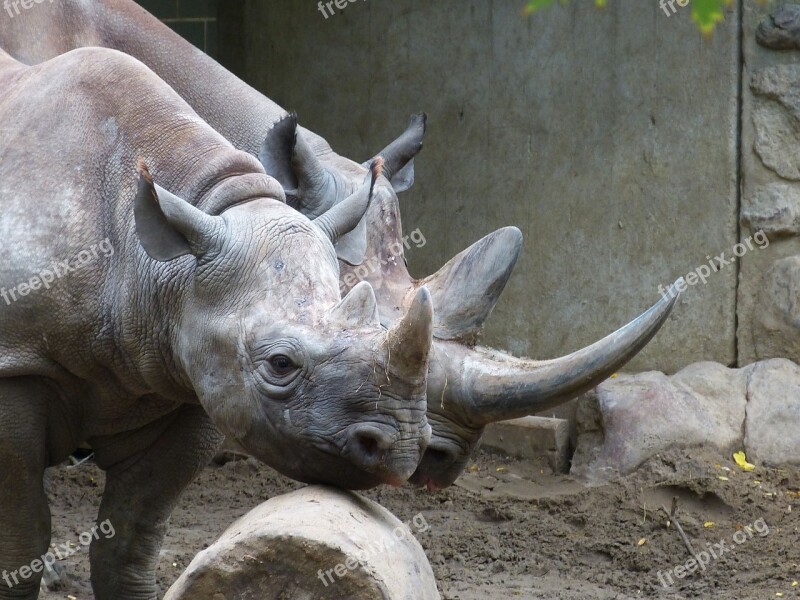 Zoo Animal Rhino Mammal Africa