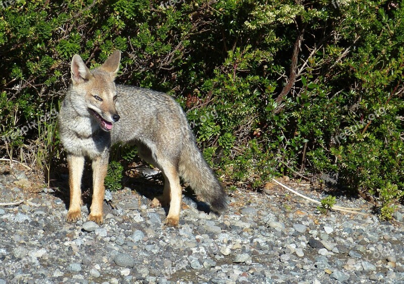 Fuchs Animal Predator Wild Attention