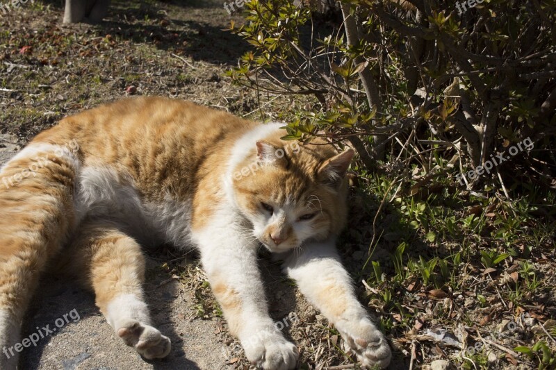 Cat Cats Outdoor Siesta Animal