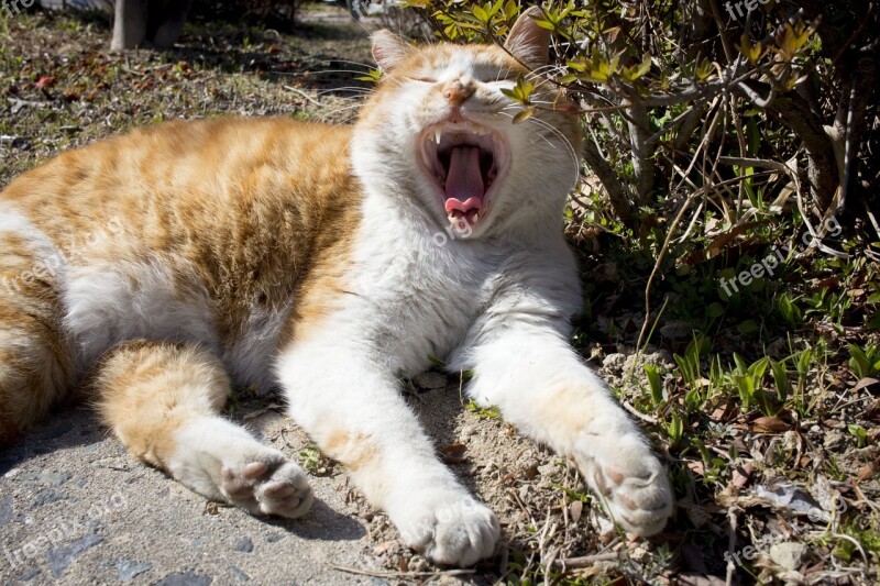 Cat Animal Cats Yawn Park