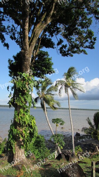 Cayenne River Nature Cayenne French Guiana Free Photos