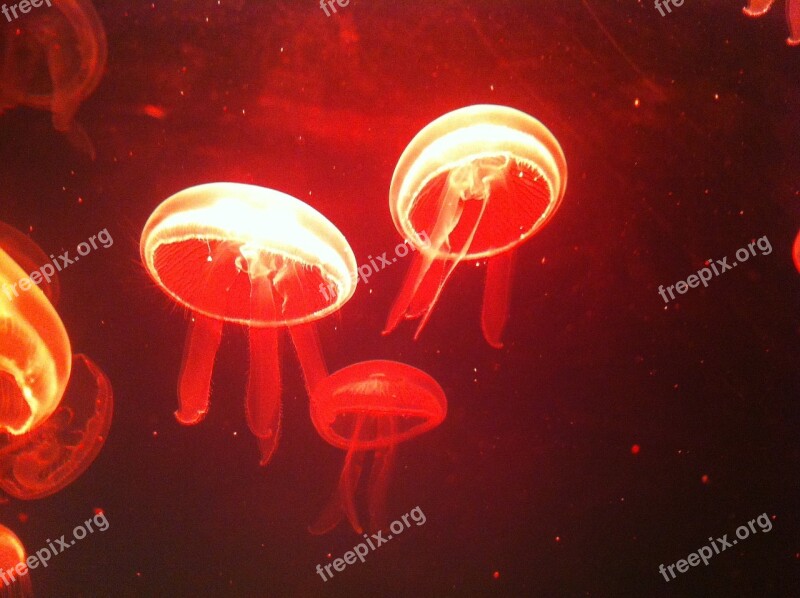 Jellyfish Sea Jeju Island Aquarium Free Photos