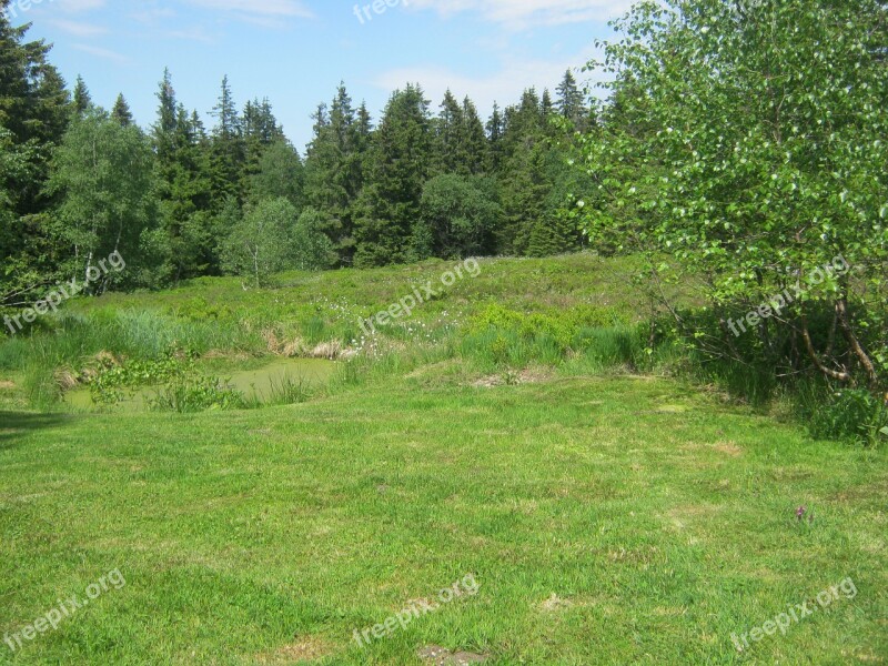 Meadow Edge Of The Woods Glade Hiking Wide