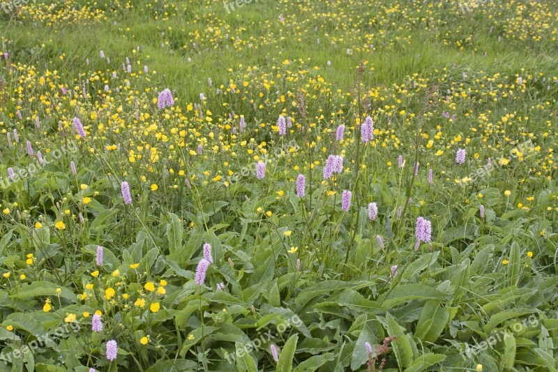 Summer Meadow Knotweed Flowers Colorful Mixed