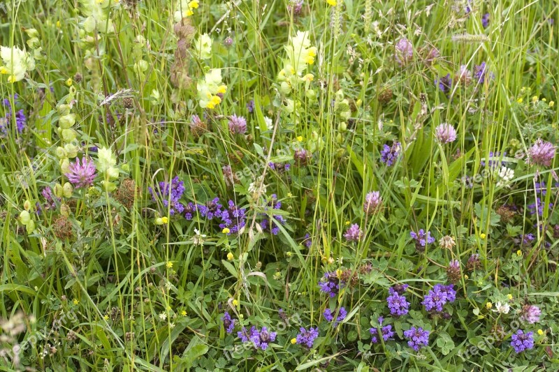 Summer Meadow Flowers Colorful Mixed Meadow