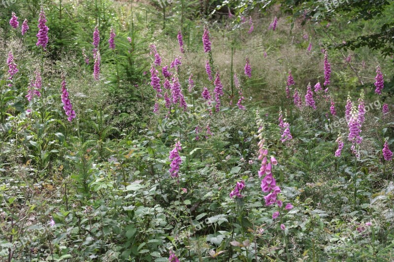 Summer Meadow Thimble Purple June Glade