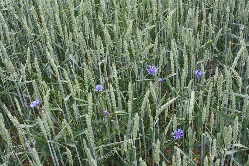 Wheat Summer Field Mature Cornflowers