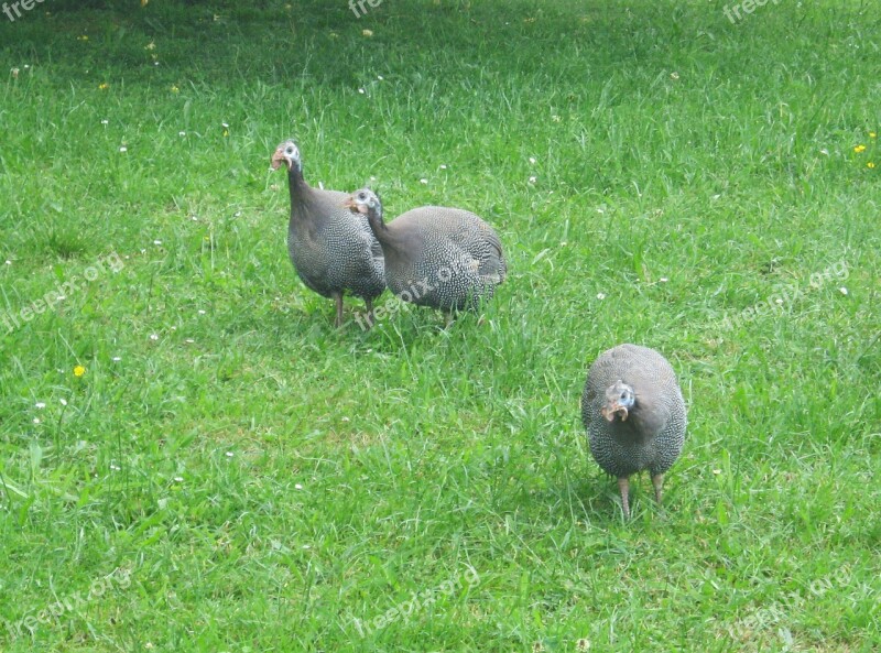 Guinea Fowl Meadow Peck Free Running Free Photos