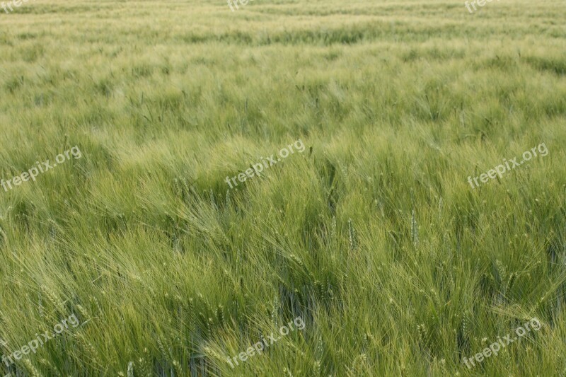 Barley Close Awns Summer Field