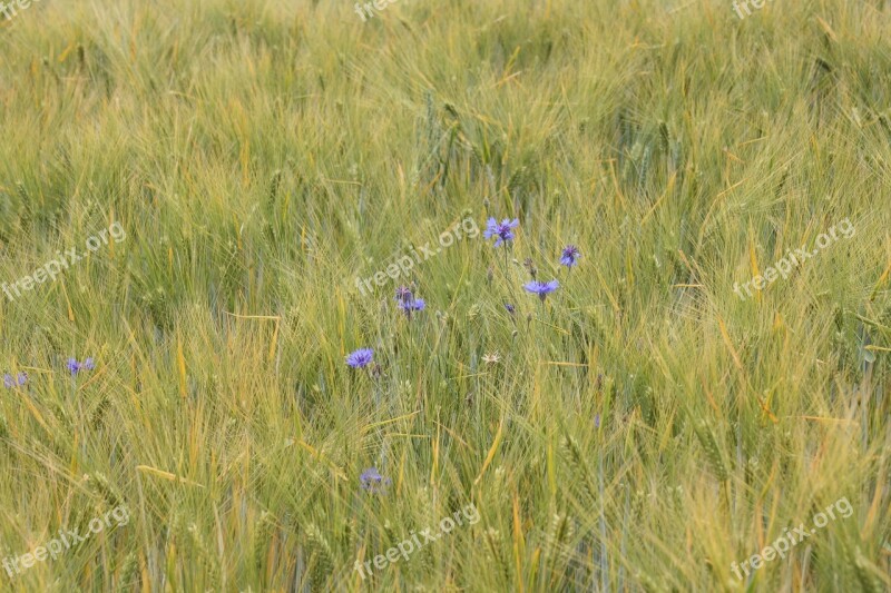 Barley Tender Cornflowers Awns Bright