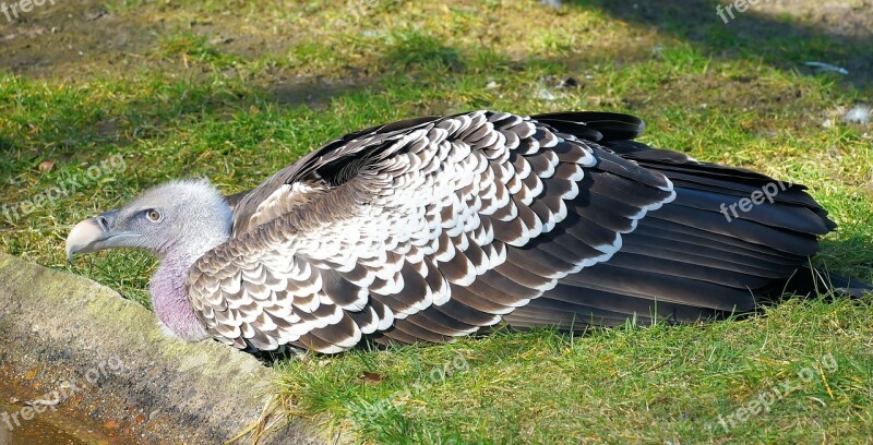 Vulture Aasvogel Feather Pinnate Scavengers