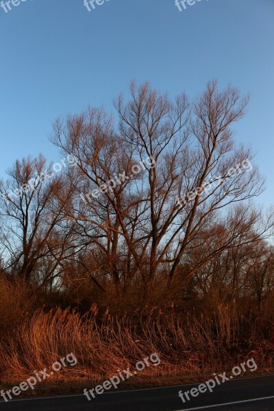 Tree Pasture Kahl Abendstimmung Orange