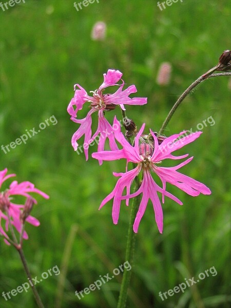 Flower Pink Campion Nature Blossom