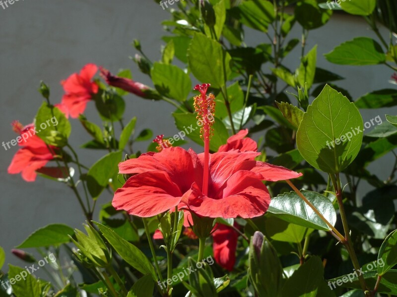 Flower Red Hibiscus Free Photos