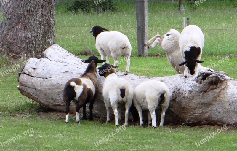 Sheep Lambs Flock Free Photos