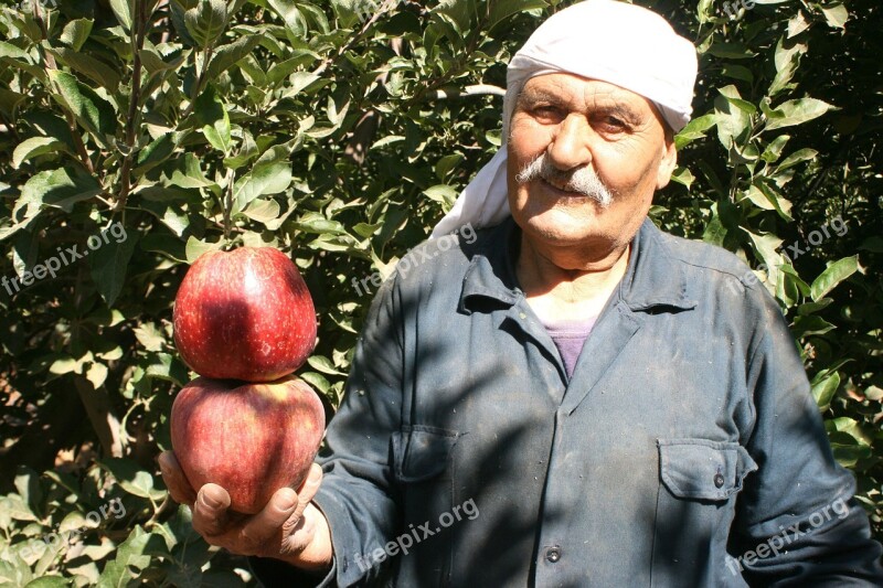 Apple Old Man People Farmer Free Photos