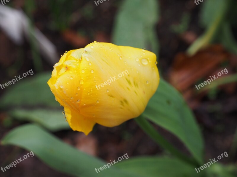 Flower Tulip Spring Nature Bloom