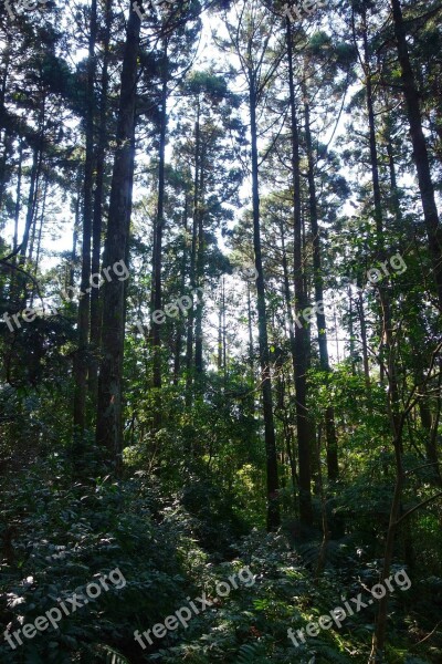 Woodland Taiwan Forest Free Photos