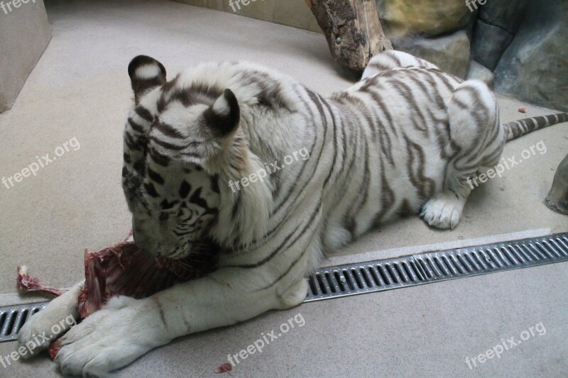 Tiger Zoo Beast The White Tiger Liberec