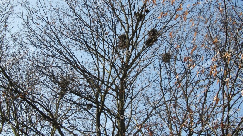 Mistletoe Aesthetic Branches Nest Tree