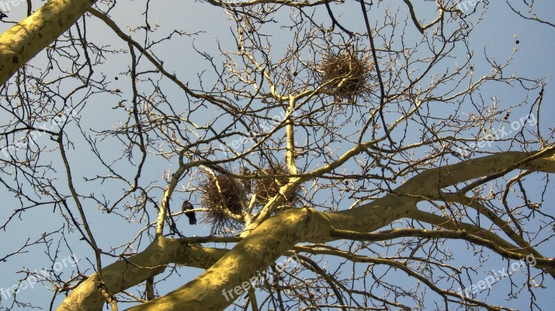 Aesthetic Branches Nest Tree Sky