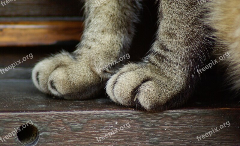 Cat Legs Claws Free Photos