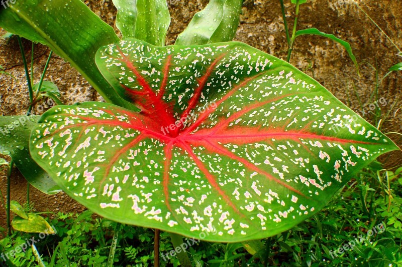 Caladium Tajá Taiá Caládio Plant