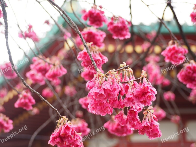 Scarlet Cherry Blossom Ueno Benten Hall Cherry Blossoms Free Photos