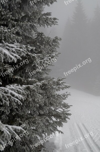 Winter Fog Branches Icing Path