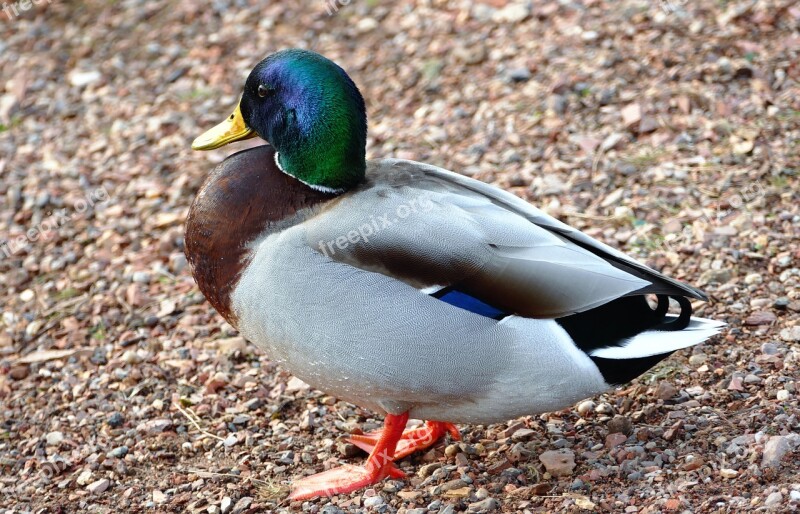 Duck Water Bird Feathers Animals